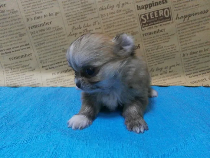ID:1311-00380の子犬