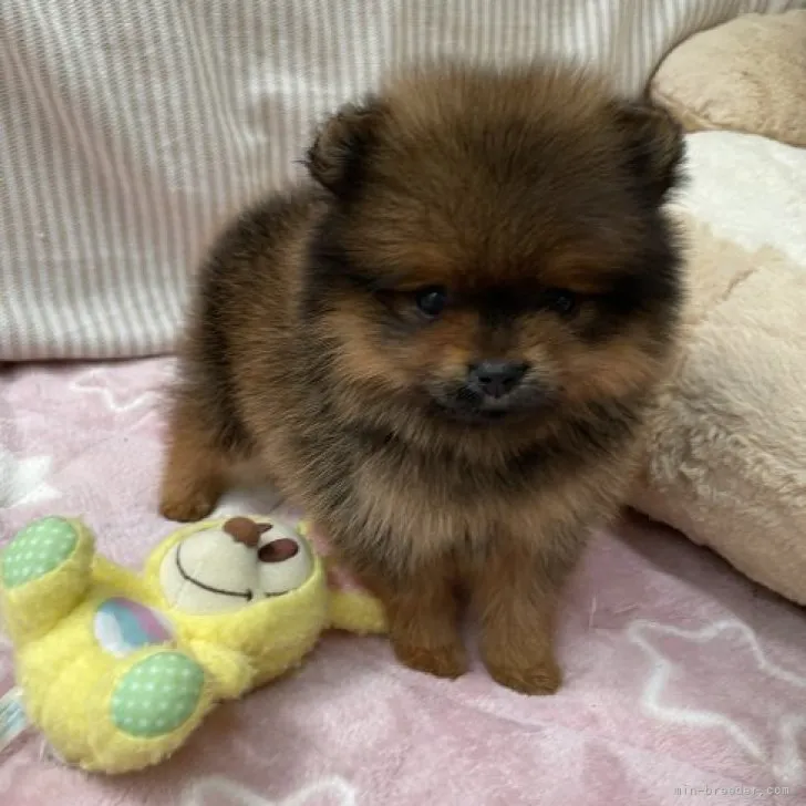 ID：2306-01506の子犬