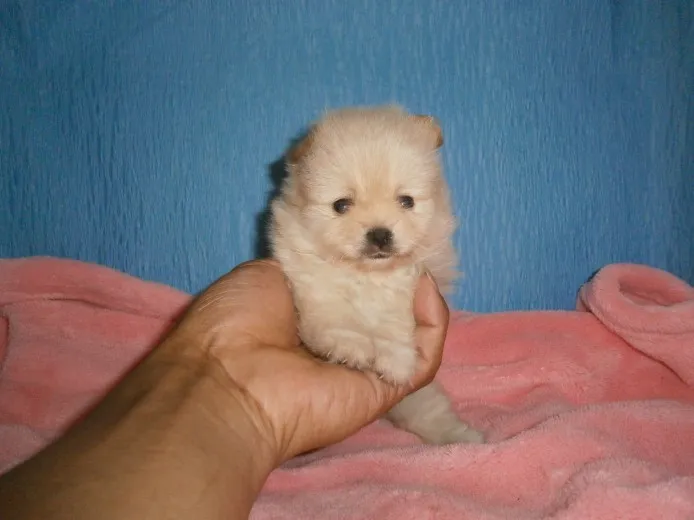 ID:1406-00076の子犬