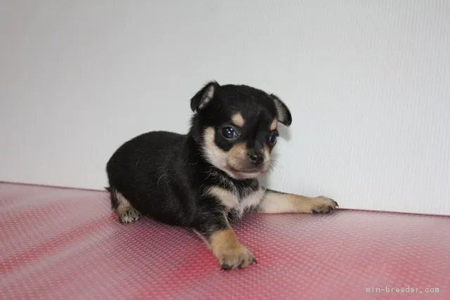 ID：1603-01352の子犬