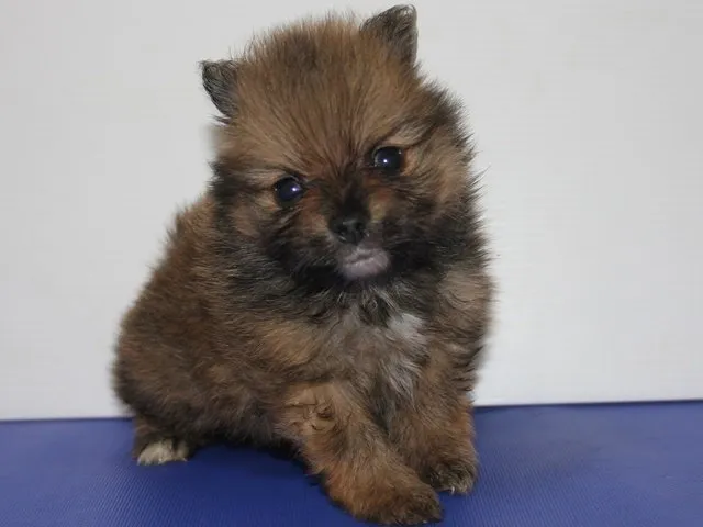 ID：1504-01000の子犬