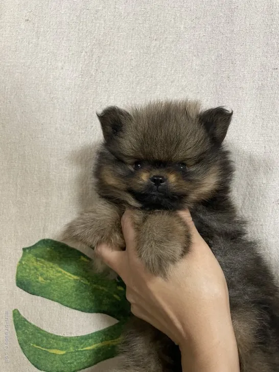 T.F 様のお迎えした子犬