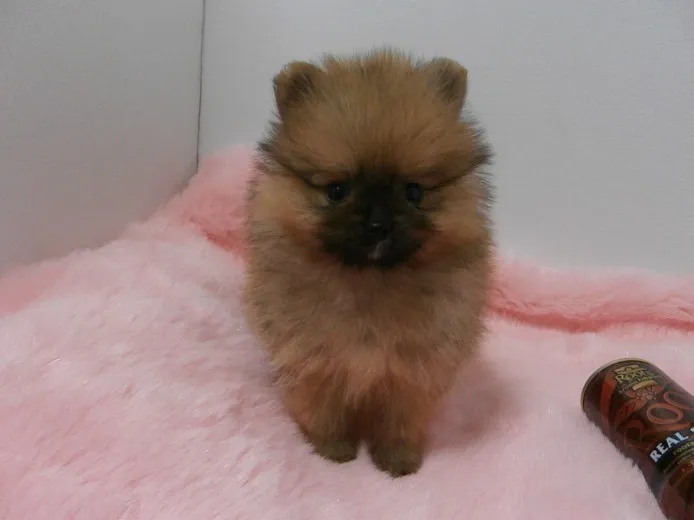 ID：1311-00017の子犬