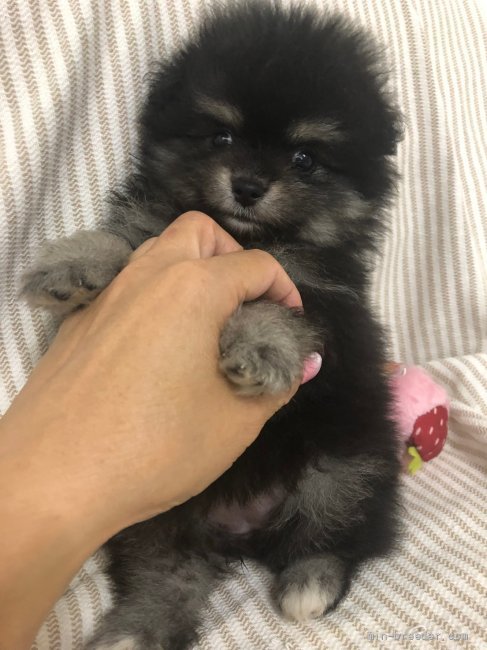 ポメラニアン 神奈川県 女の子 21年7月1日 ブラックタン 派手なタンカラーです みんなのブリーダー 子犬id 2108