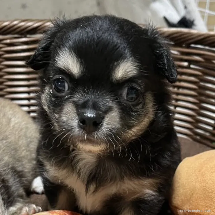 ID:2306-03464の子犬