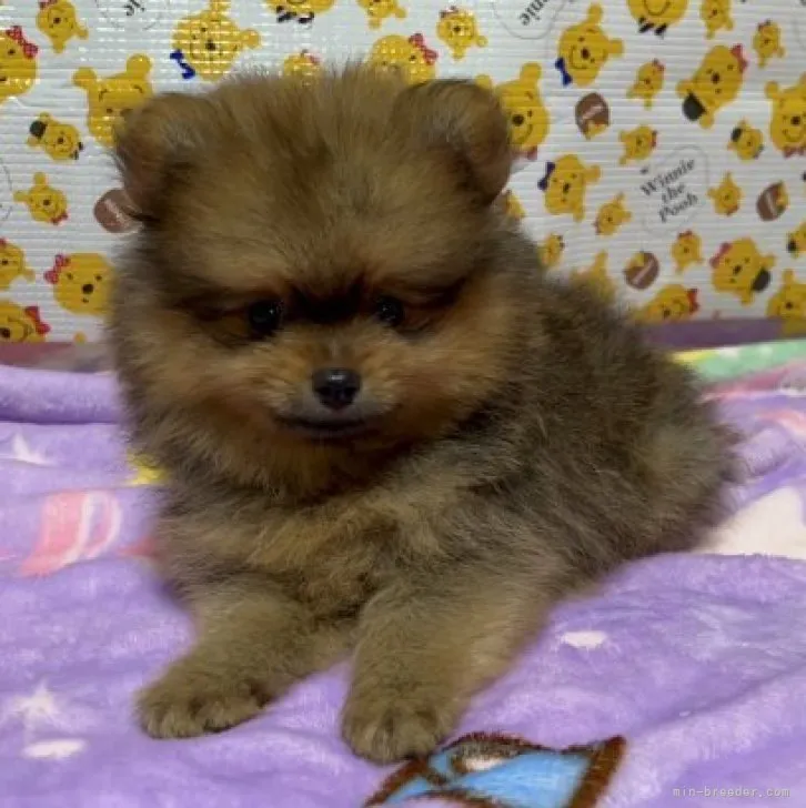 ID:2310-01385の子犬