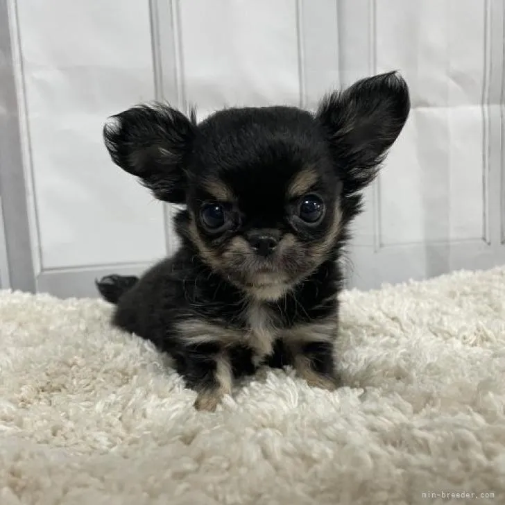 ID:2212-02969の子犬