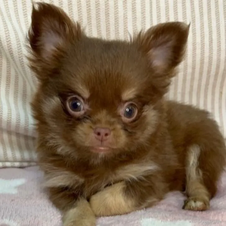 ID:2302-00640の子犬