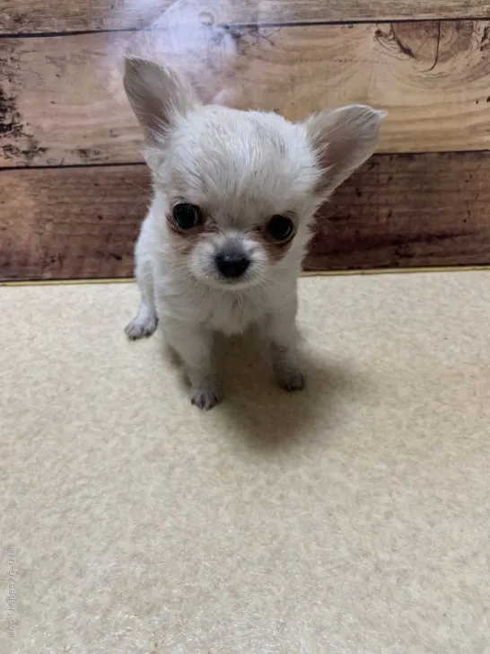 ID：1905-03127の子犬