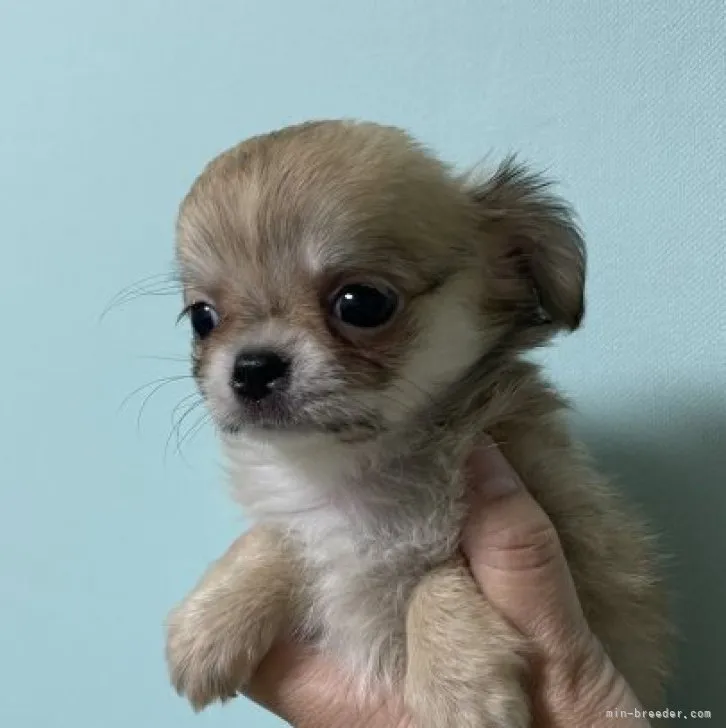 ID:2309-00462の子犬