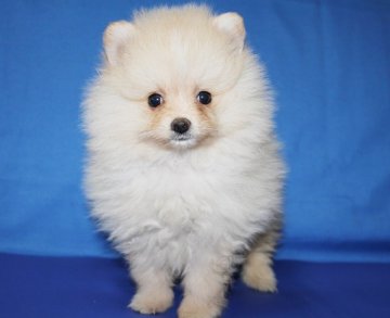 ポメラニアン【神奈川県・男の子・2014年9月7日・クリーム】の写真「クリーム色の綺麗な子です。」