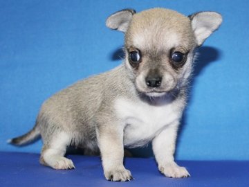 チワワ(スムース)【神奈川県・女の子・2014年8月27日・フォーン】の写真「とても美人さんです。」