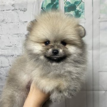 ポメラニアン【神奈川県・男の子・2023年7月15日・ウルフセーブル】の写真「明るい子です🔆」