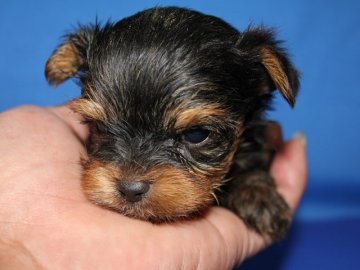 ヨークシャーテリア【神奈川県・男の子・2014年9月26日・スチールブルータン】の写真「気品のある男の子です。」