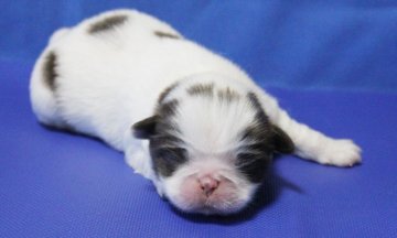 狆(チン)【神奈川県・男の子・2014年11月11日・白茶】の写真「イケメンくんです。」