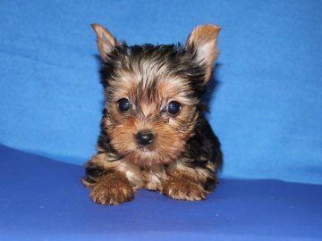 ヨークシャーテリア【神奈川県・男の子・2014年9月5日・スチールブルータン】の写真「気品ある男の子で小振りです。」