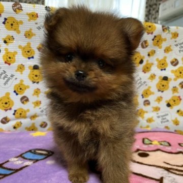 ポメラニアン【神奈川県・女の子・2023年8月12日・オレンジ】の写真「明るい子です♪♪」