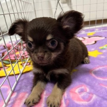 チワワ(ロング)【神奈川県・女の子・2023年7月21日・チョコタン】の写真「可愛いです！」