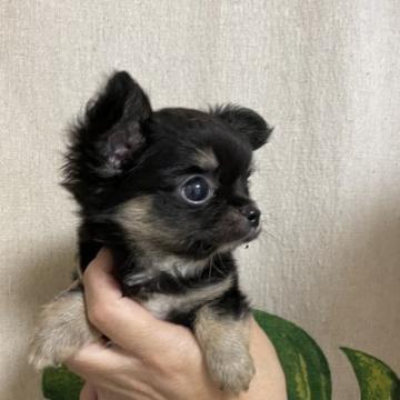 チワワ(ロング)【神奈川県・男の子・2022年6月16日・ブラックタン】の写真「お茶目な子‼️」