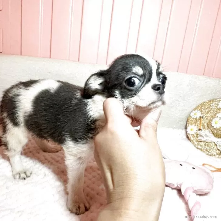 チワワ(スムース)【埼玉県・女の子・2025年5月7日・ブルータンホワイト】の写真1「可愛いすぎでしょ？」