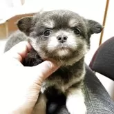 チワワ(ロング)