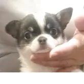 チワワ(スムース)