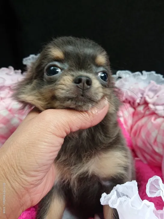 H.S 様のお迎えした子犬