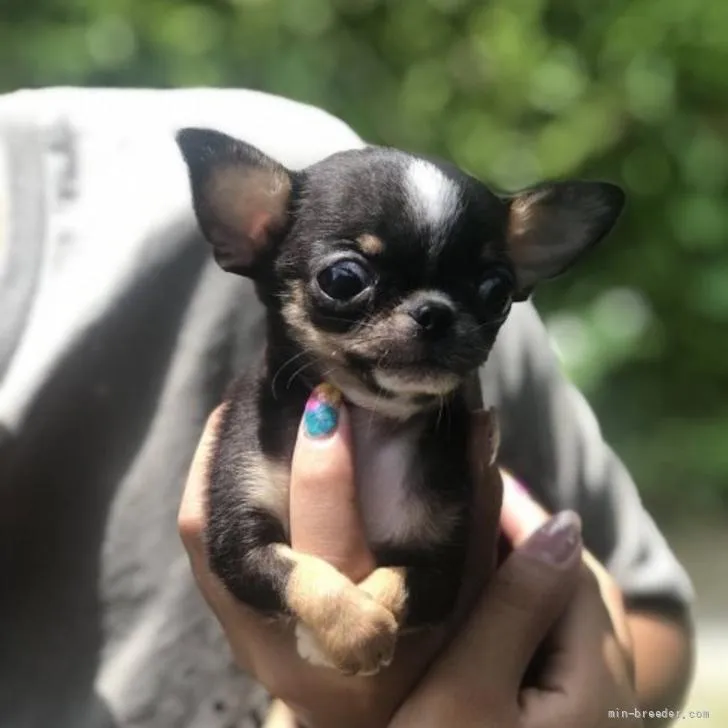 T.K 様のお迎えした子犬