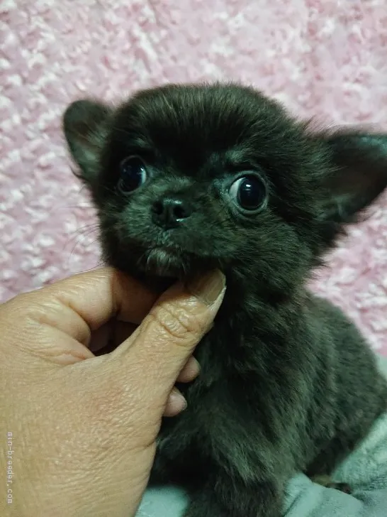 Y.K 様のお迎えした子犬