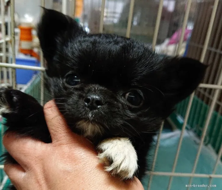 N.H 様のお迎えした子犬