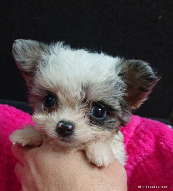 ミックス チワワ プードル 埼玉県 男の子 21年9月22日 ホワイトブルーマール オンリーワンです みんなのブリーダー 子犬id 2111 ミックス チワワ プードル 埼玉県 男の子 21年9月22日 ホワイトブルーマール オンリーワンです みんなのブリーダー 子犬id 2111