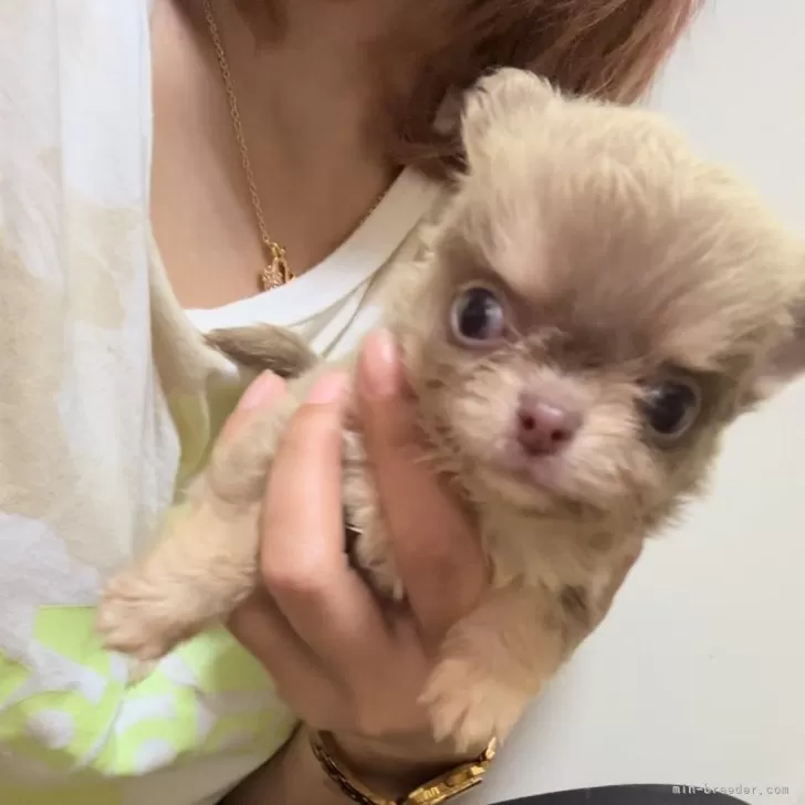 ID：2406-04553の子犬