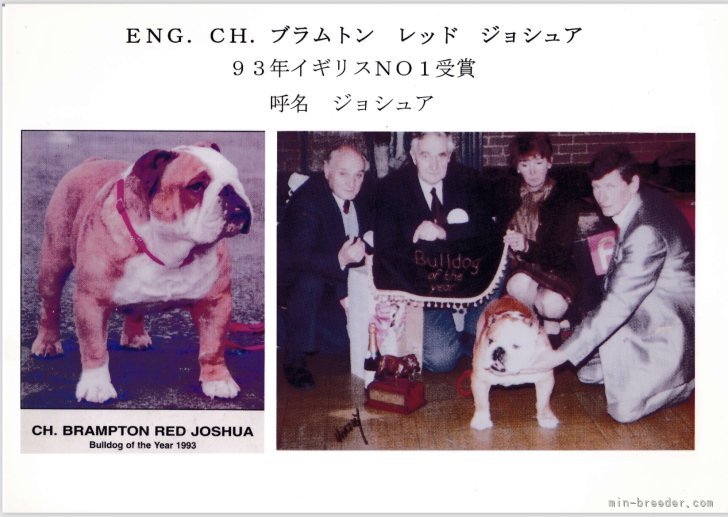基礎犬ジョシュア｜及川　正美(おいかわ　まさみ)ブリーダー(北海道・ブルドッグなど・JKC登録)の紹介写真4