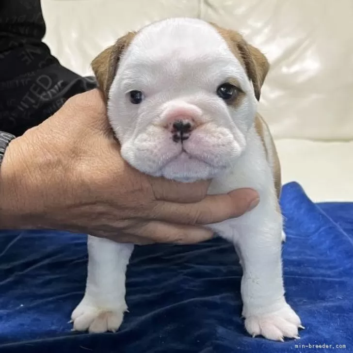 ID：2507-00365の子犬