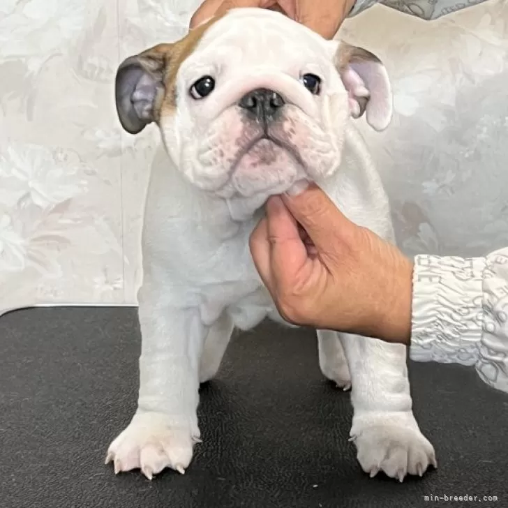 ID：2502-02367の子犬