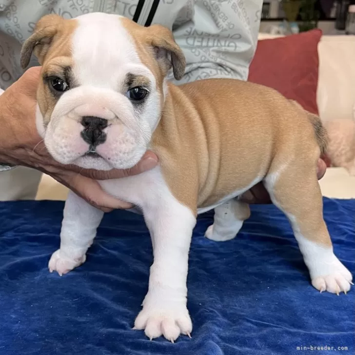 ID:2506-01261の子犬