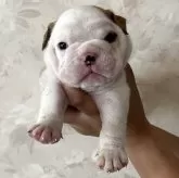 ブルドッグ