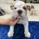ブルドッグ