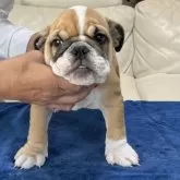 ブルドッグ