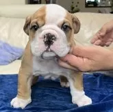 ブルドッグ