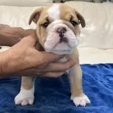 ブルドッグ