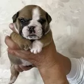 ブルドッグ