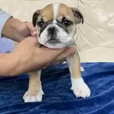 ブルドッグ