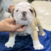 ブルドッグ