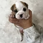 ブルドッグ
