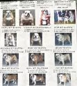 ブルドッグ【北海道・女の子・2025年5月22日・レッド&ホワイト】の写真3「歴代ブルドック」