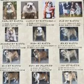 ブルドッグ【北海道・男の子・2025年6月9日・ホワイト&レッド】の写真4「歴代ブルドック」