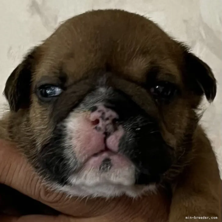ID:2305-03360の子犬