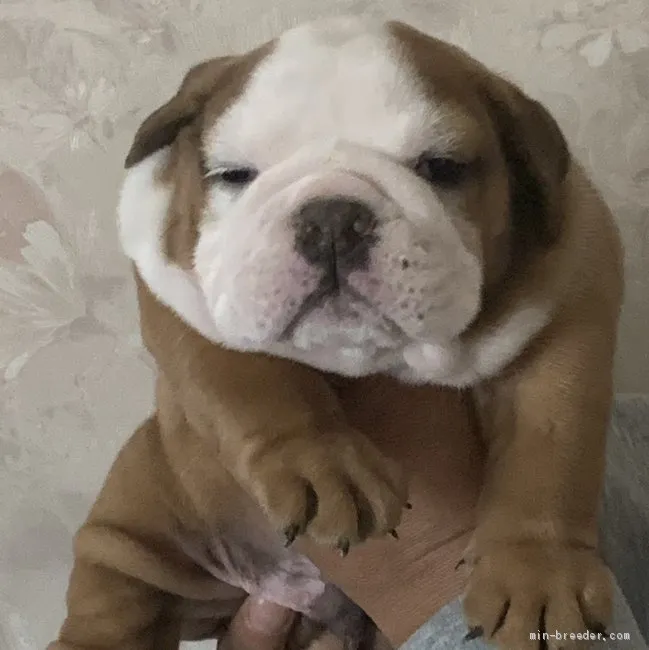 ID:2101-01674の子犬