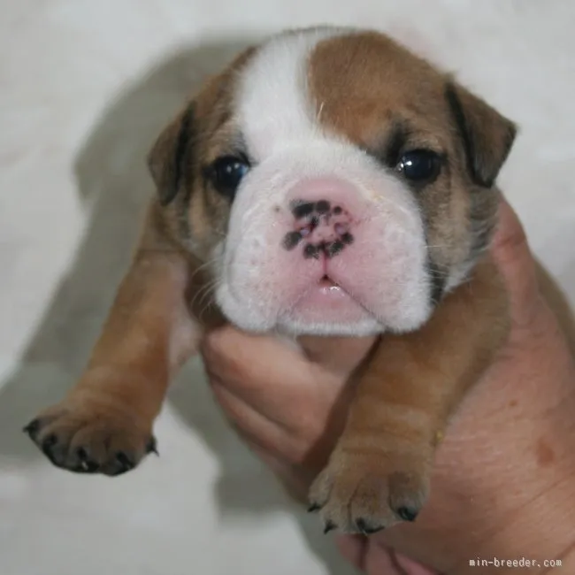 ID：1601-00119の子犬